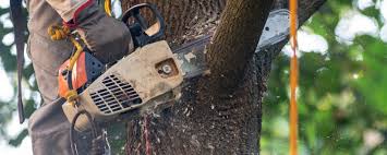 How Our Tree Care Process Works  in  Stamford, TX